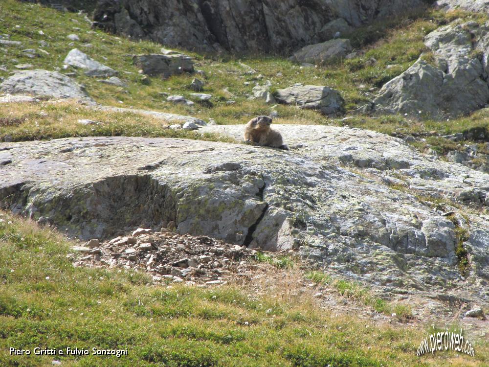 26 In sentinella a guardia dei Laghi di Val Cerviera.JPG